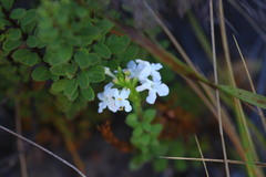 Chascanum