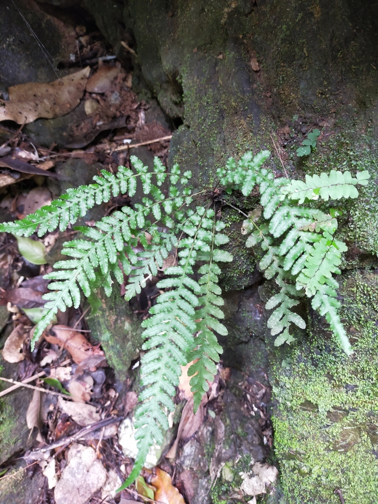 Common Rasp Fern (Logan Bahr's Scrub Flora) · iNaturalist