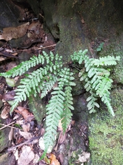 Blechnum medium