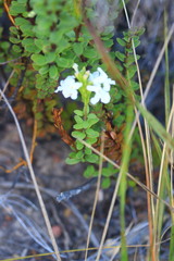 Chascanum