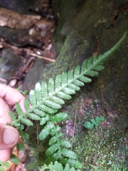 Blechnum medium