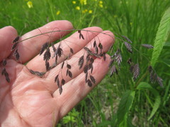 Poa sibirica
