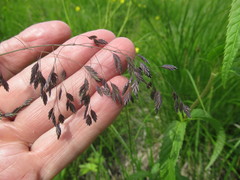 Poa sibirica