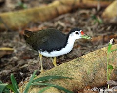 Amaurornis phoenicurus