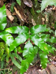 Pteridoblechnum acuminatum