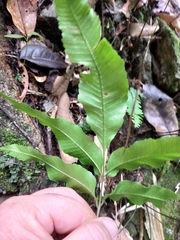 Pteridoblechnum acuminatum