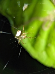 Araneus miniatus