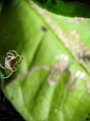 Araneus miniatus