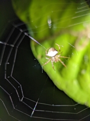 Araneus miniatus