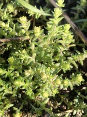 Sedum acre