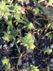 Sedum acre