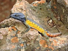 Pseudocordylus melanotus