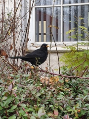 Turdus merula