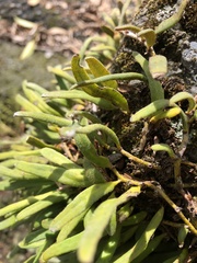 Pyrrosia linearifolia