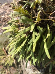 Pyrrosia linearifolia