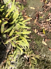 Pyrrosia linearifolia