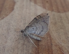 Catarhoe basochesiata