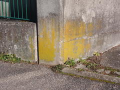 Flavoplaca citrina