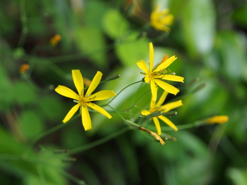 Subspecies Ixeridium Dentatum Dentatum · Inaturalist