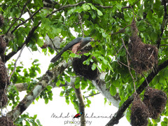 Accipiter hiogaster leucosomus