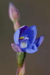 Thelymitra cornicina