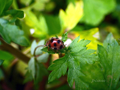 Epilachna maculicollis