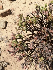 Crassula sarcocaulis