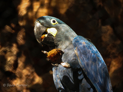 Indigo Macaw photo 5
