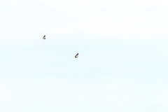 Geranoaetus melanoleucus australis