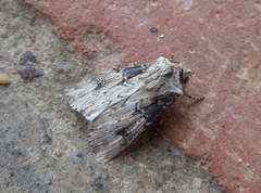 Agrotis catalaunensis
