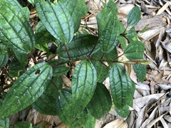 Pilea funkikensis