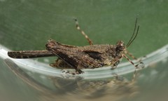 Paratettix subpustulata