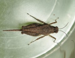 Paratettix subpustulata