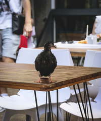 Columba livia domestica