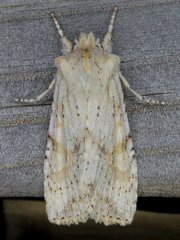 Lithophane bethunei
