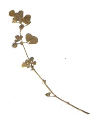 Medicago arabica