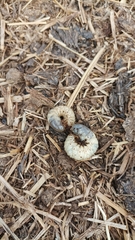 Oryctes nasicornis