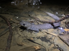 Jefferson Salamander photo 2