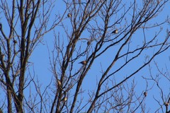 Fringilla montifringilla