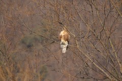 Buteo japonicus
