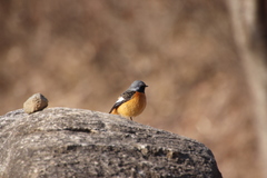 Phoenicurus auroreus