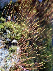 Ceratodon purpureus