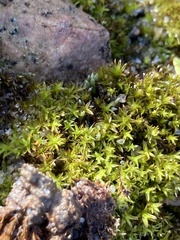 Ceratodon purpureus