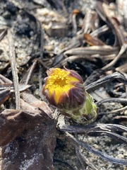 Tussilago farfara