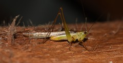 Conocephalus iris