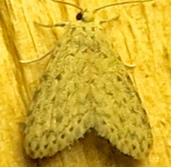 Sigela eoides