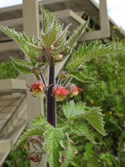 Scrophularia grandiflora