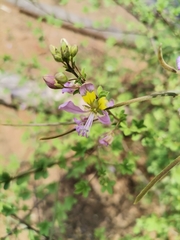 Cleome oxyphylla robusta