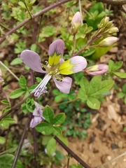 Cleome oxyphylla robusta