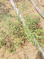 Cleome oxyphylla robusta